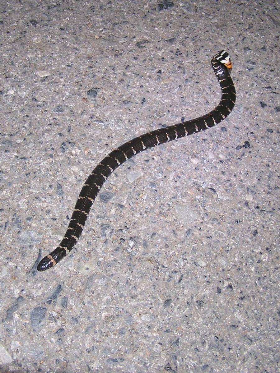 Ular pipa (commons.wikimedia.org/Nasser Halaweh)