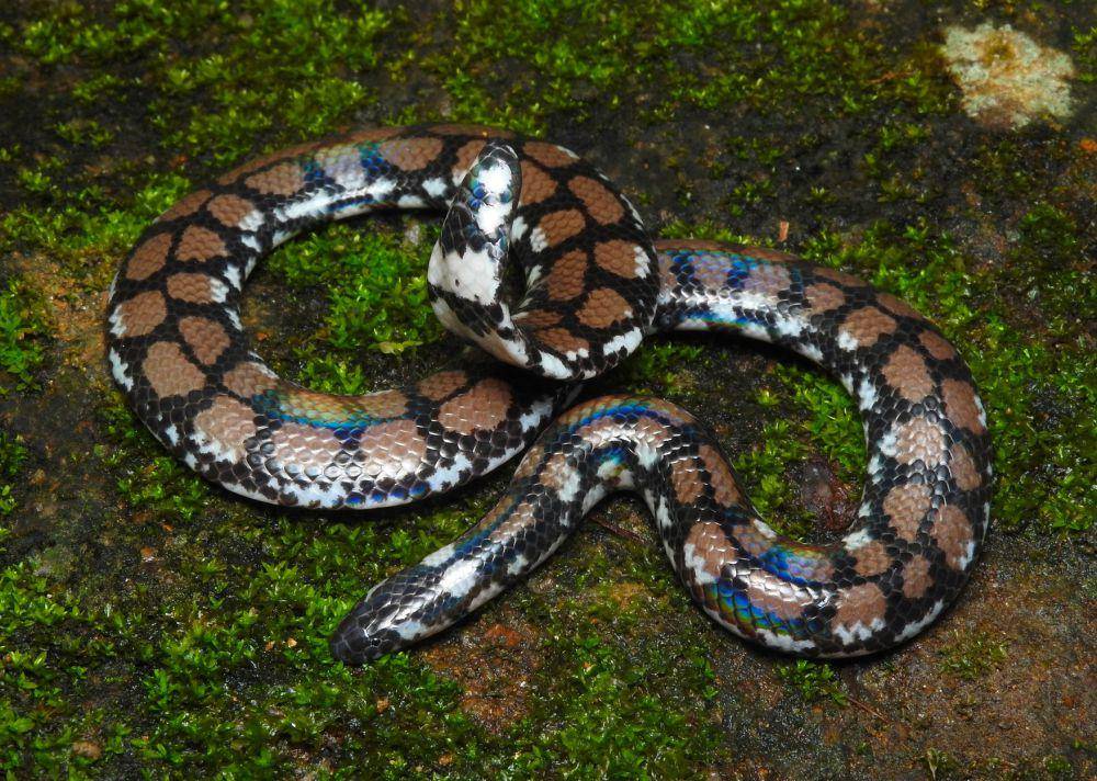 Ular pipa (commons.wikimedia.org/Sanjaya Kanishka)