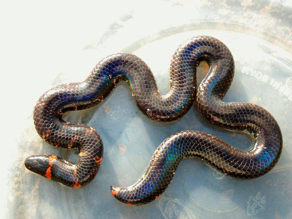 Ular pipa (commons.wikimedia.org/Abu Hamas)