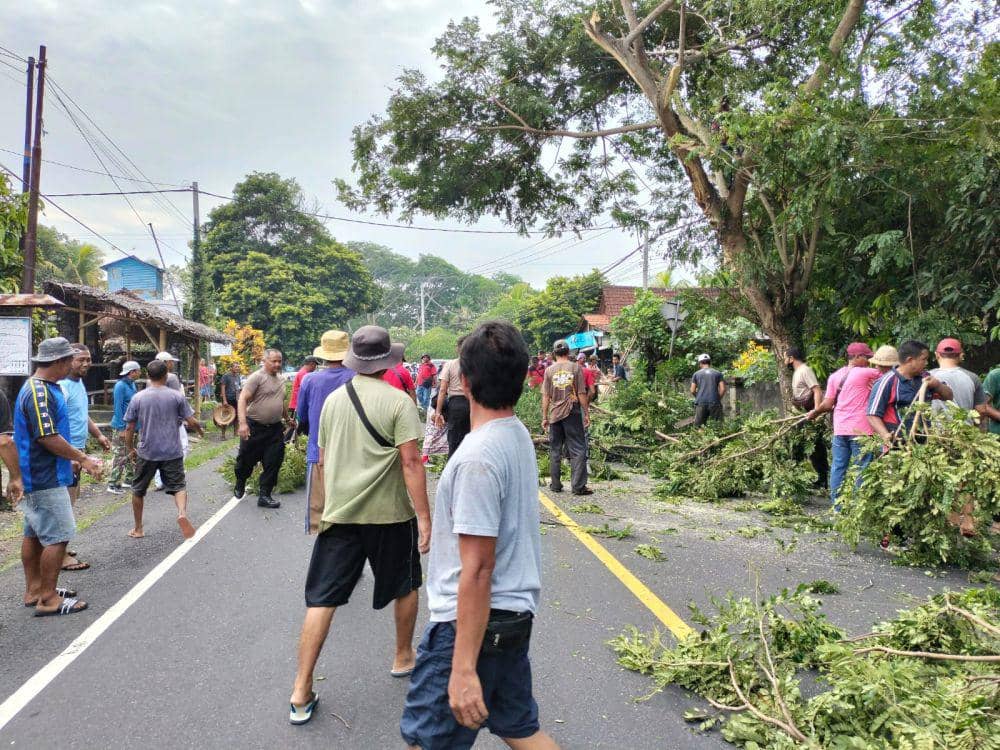 Ada Angin Kencang, Pemangkasan Pohon di Tabanan Terkendala Alat