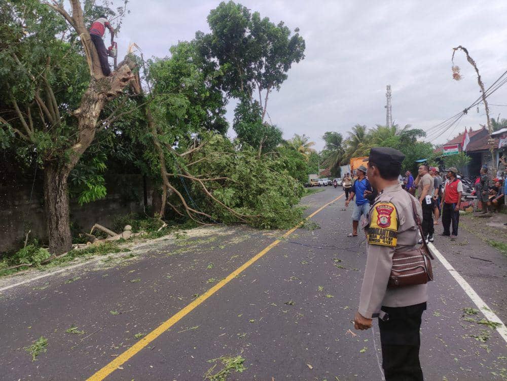 Ilustrasi pemangkasan pohon (Dok.IDN Times/Istimewa)