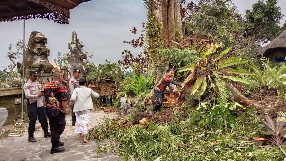Pohon tumbang rusak bangunan di Pura Muncak Sari, Penebel, Tabanan (Dok.IDNTimes/Istimewa)