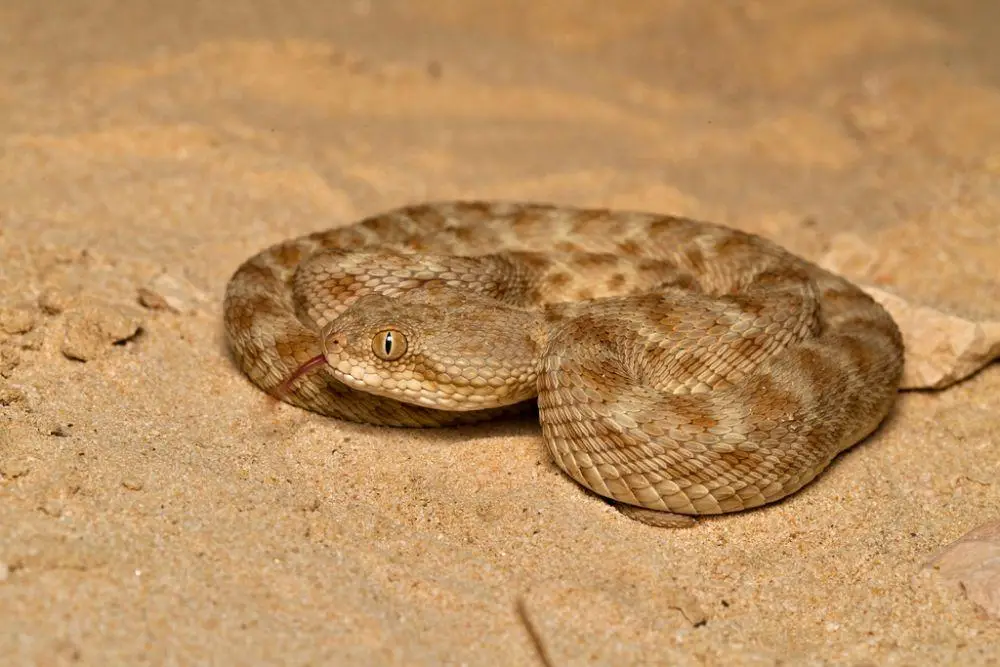 Chiroyli dumba suratlari Yalangoch qizlar havaskor