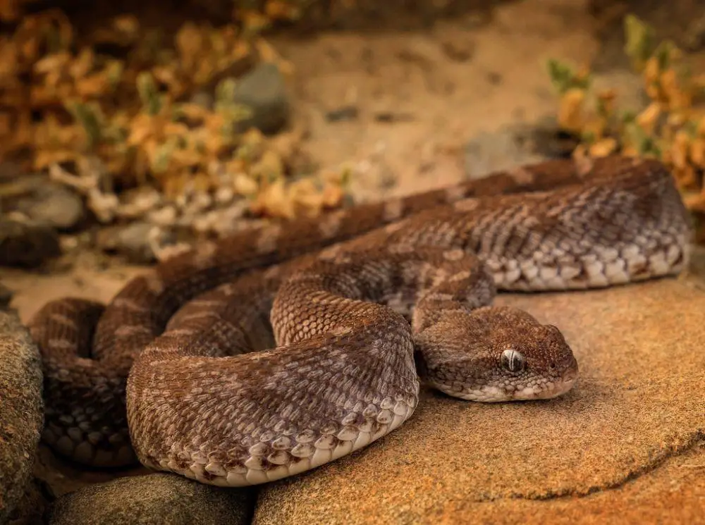 Dik nasos bilan porno Hammomdagi lezbiyen qizlar