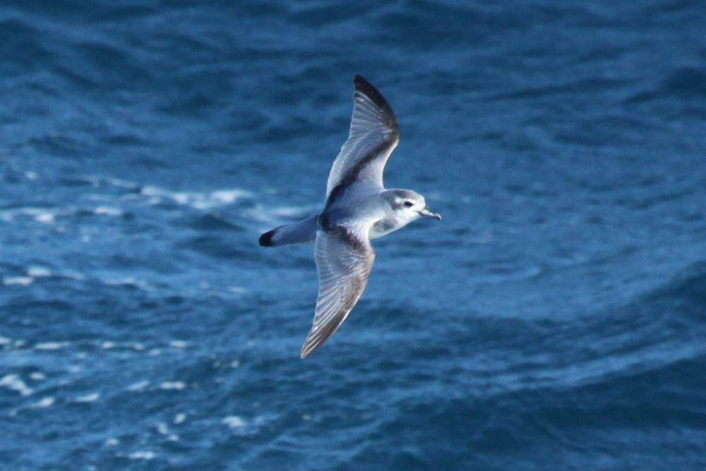 burung paus antarktika di Samudra Atlantik (commons.wikimedia.org/Liam Quinn)