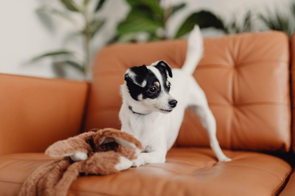 5 Tempat Makan Pets Friendly di Singapura, Nongki Bareng Anabul!