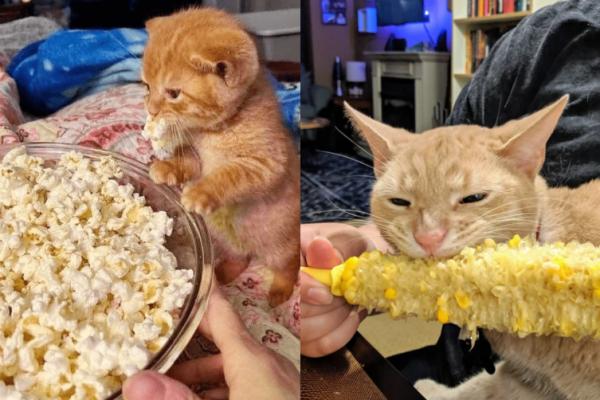 7 Foto Kucing Oren Doyan Popcorn dan Jagung, Lahap Banget!