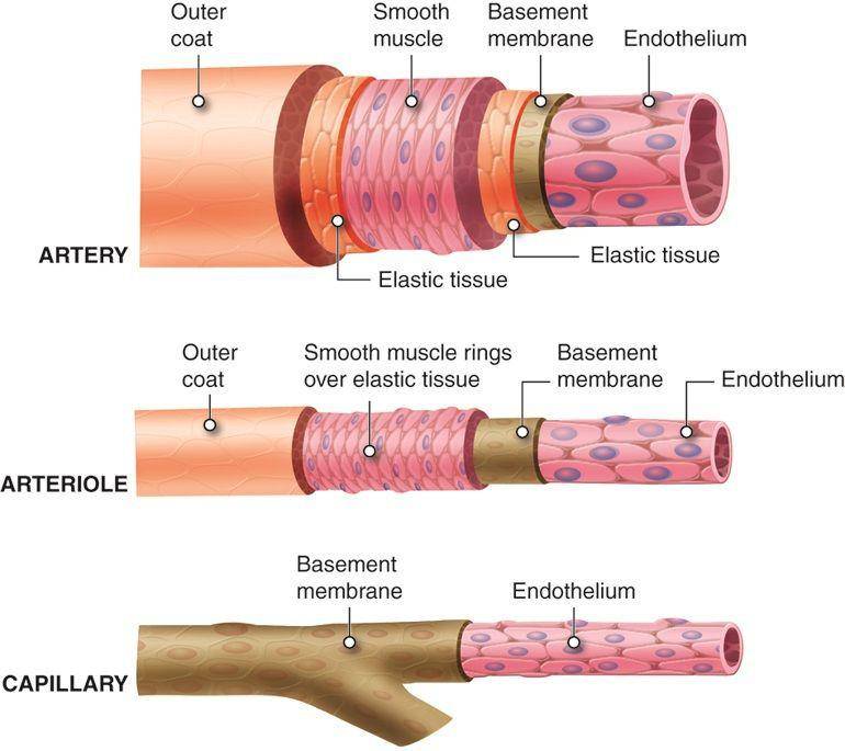 ilustrasi lapisan jaringan arteri (Anatomytool.org)