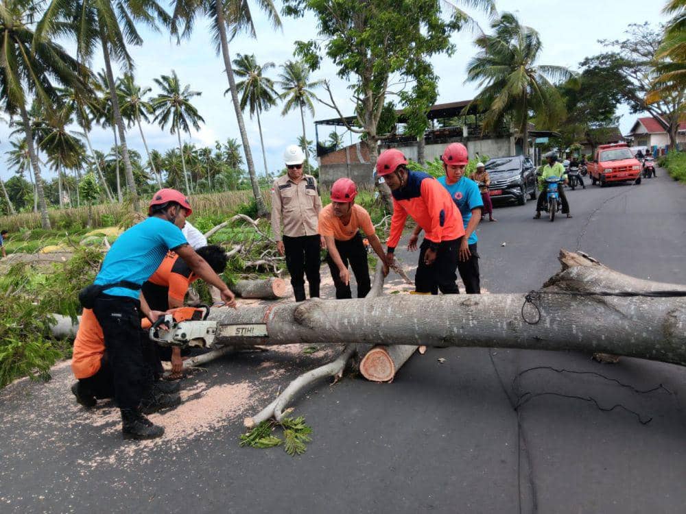 Kepala BPBD Lotim Lalu Mulyadi saat menangani pohon tumbang (IDN Times/Ruhaili)