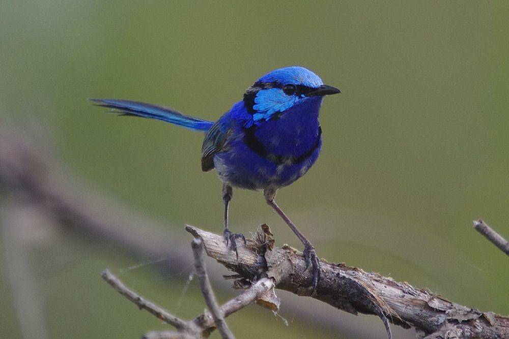 burung splendid fairywrens (commons.wikimedia.org/butupa)