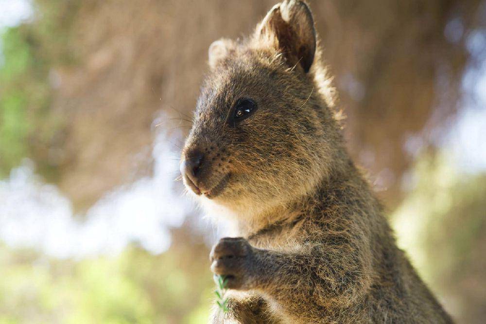 ilustrasi quokka (pixabay.com/HamzaJaved00)
