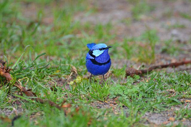 burung splendid fairywrens (pixabay.com/MacHaggis)