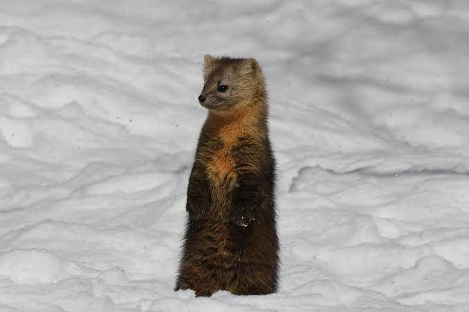 amunin hitam atau sable (chinadaily.com.cn)
