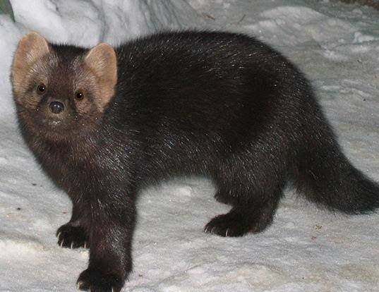 amunin hitam atau sable (animalspot.net)