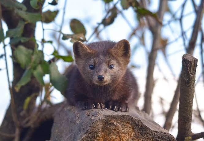 amunin hitam atau sable (biologydictionary.net)