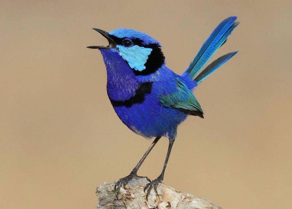 burung splendid fairywrens (instagram.com/nuts_about_birds)