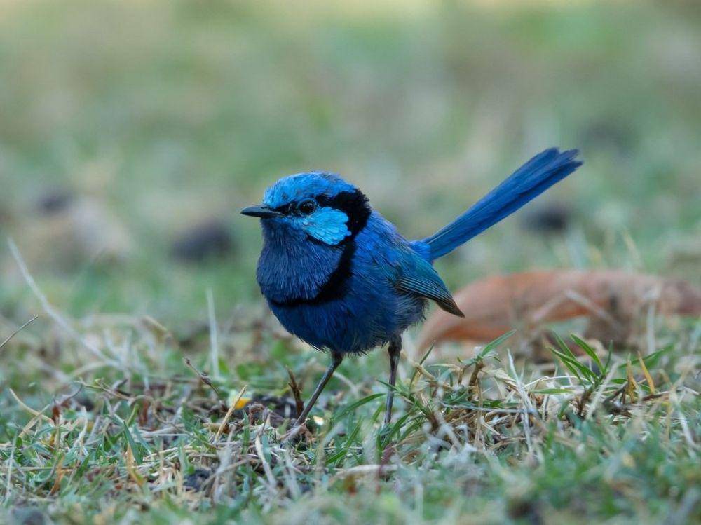 burung splendid fairywrens (instagram.com/francis_in_the_field)