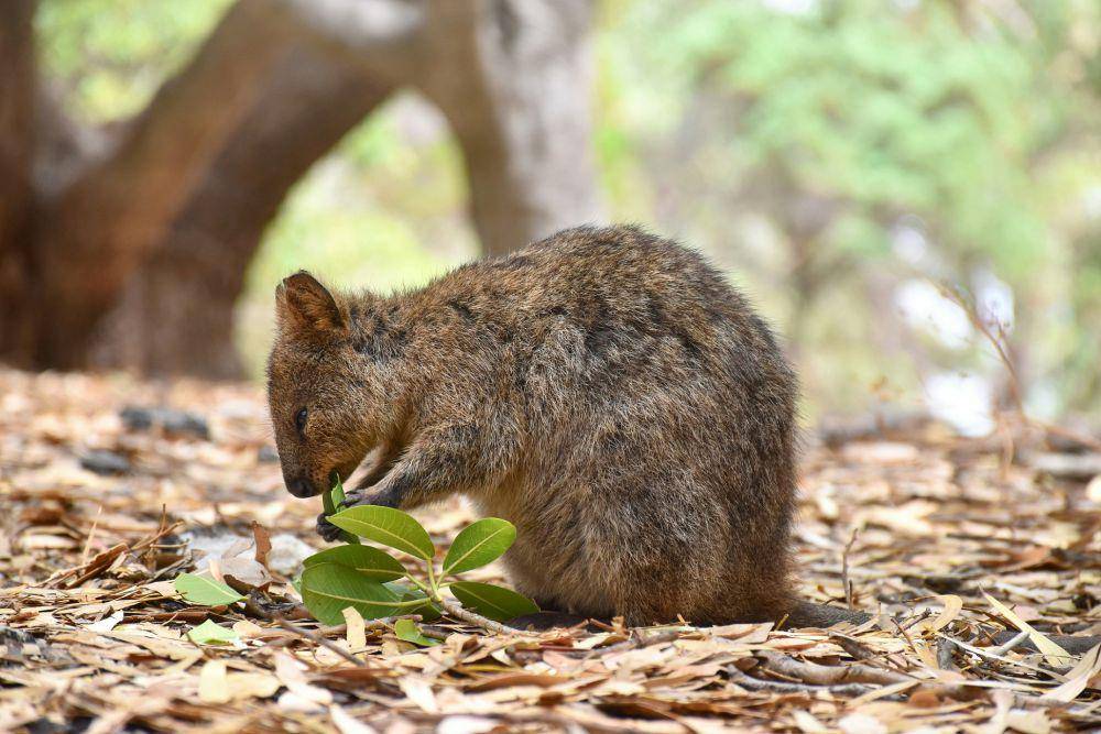 ilustrasi quokka (unsplash.com/Mark Stoop)