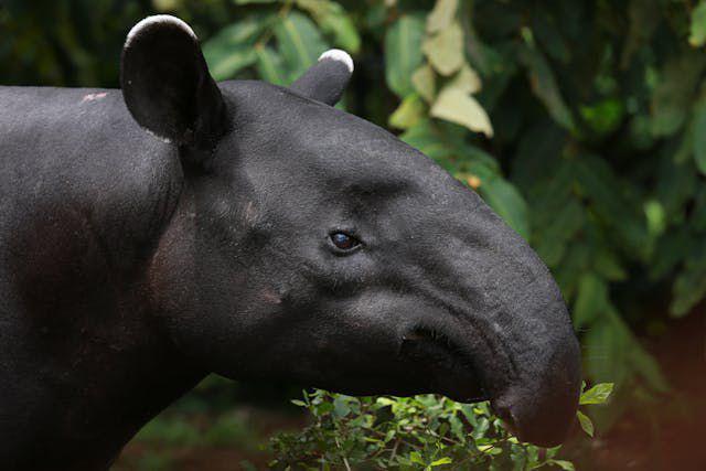 4 Spesies Tapir di Dunia, Ada yang Punya Jambul di Kepalanya!
