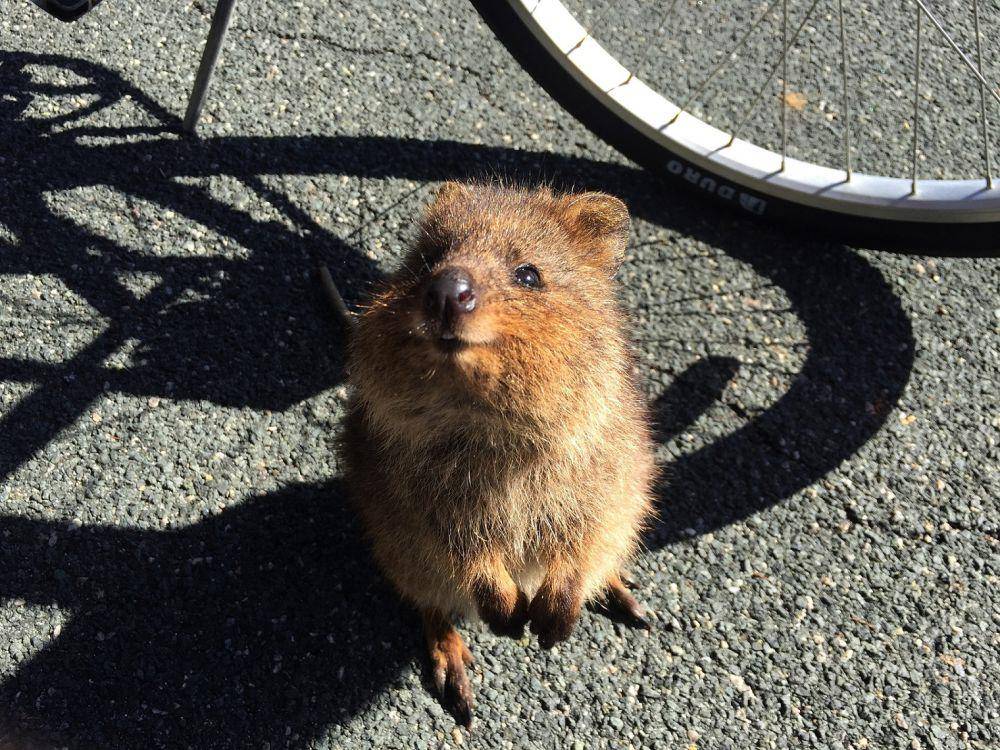 ilustrasi quokka (pixabay.com/foursummers)