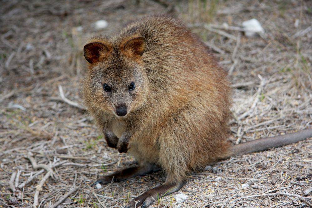 ilustrasi quokka (pixabay.com/Holgi)