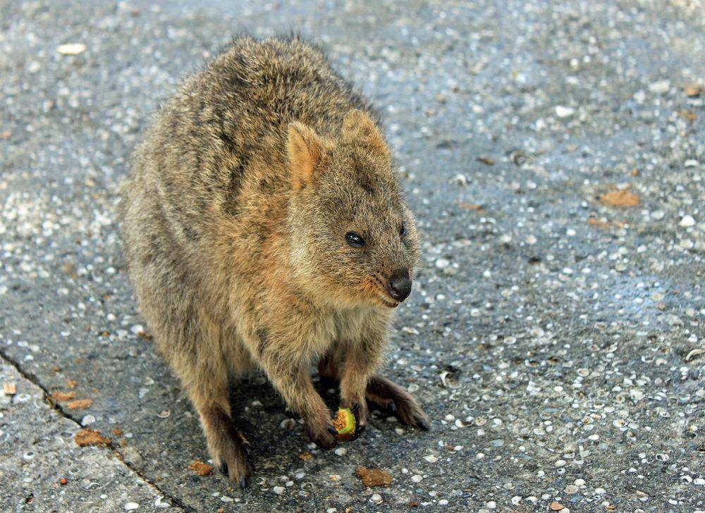 ilustrasi quokka (pixabay.com/Barni1)