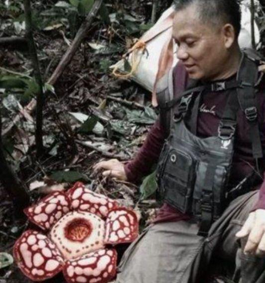 Indahnya Rafflesia Hasseltii, Bunga Langka Ini Mekar Lagi di Mura
