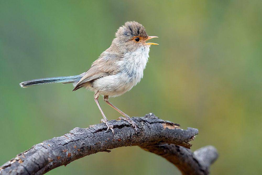 burung splendid fairywrens (commons.wikimedia.org/JJ Harrison)