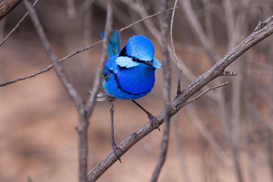 burung splendid fairywrens (commons.wikimedia.org/Ron Knight)