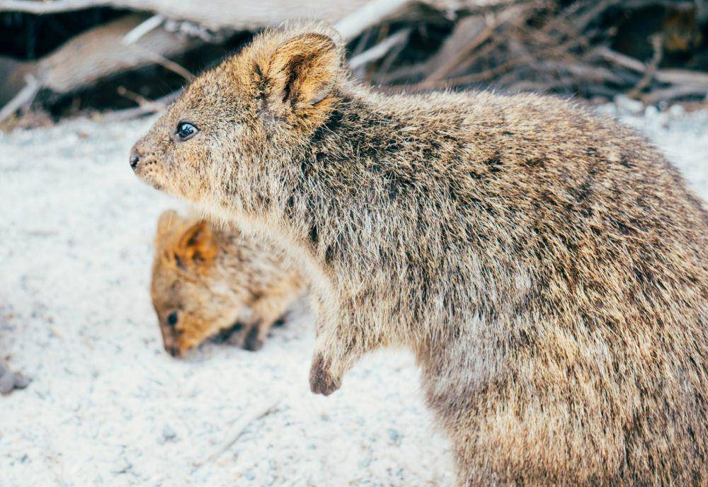 ilustrasi quokka (unsplash.com/Susan Q Yin)