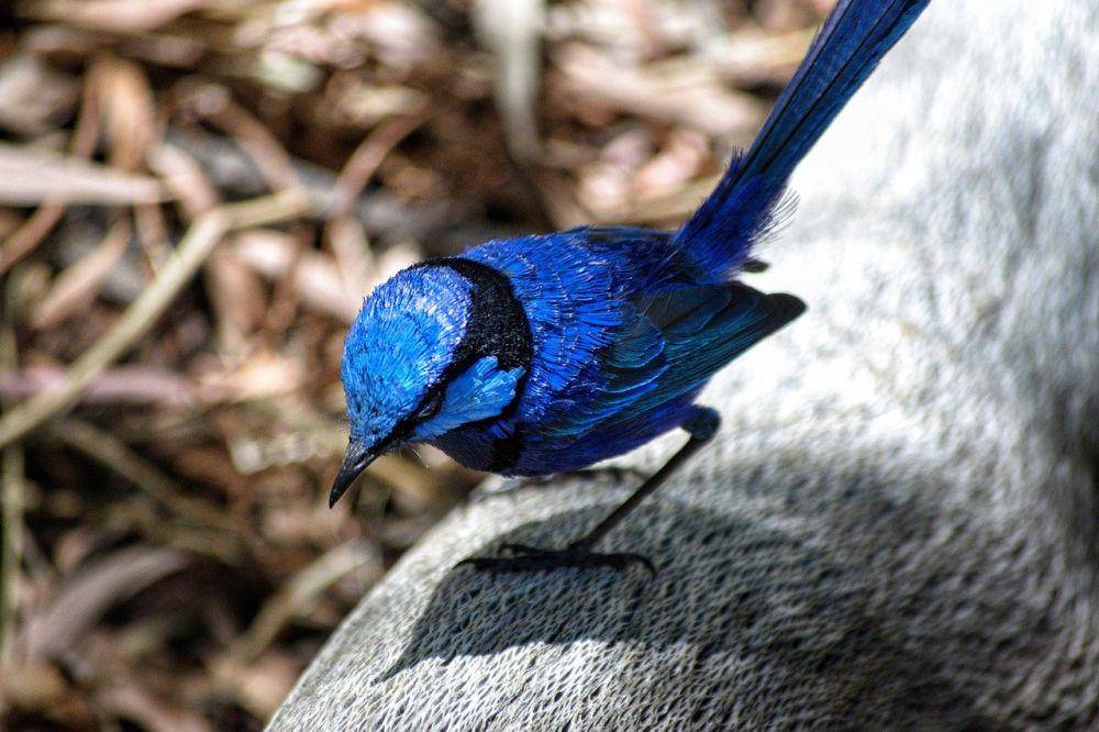 burung splendid fairywrens (pixabay.com/Terri Sharp)