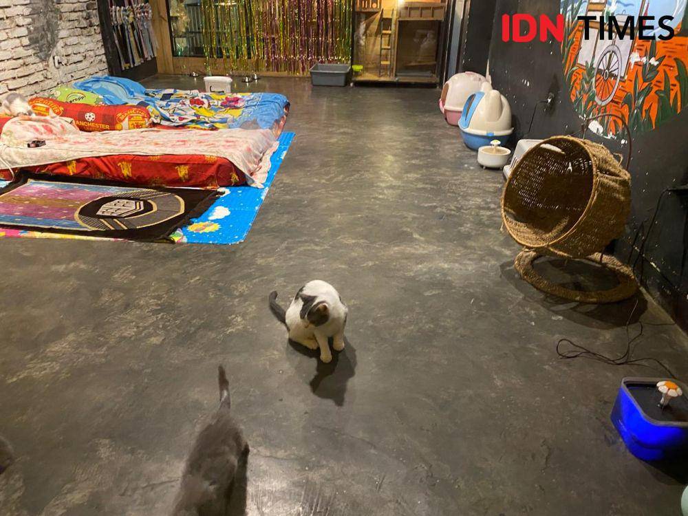 Ruangan khusus kucing di Black House Cafe Kota Mataram. (IDN Times/Muhammad Nasir)