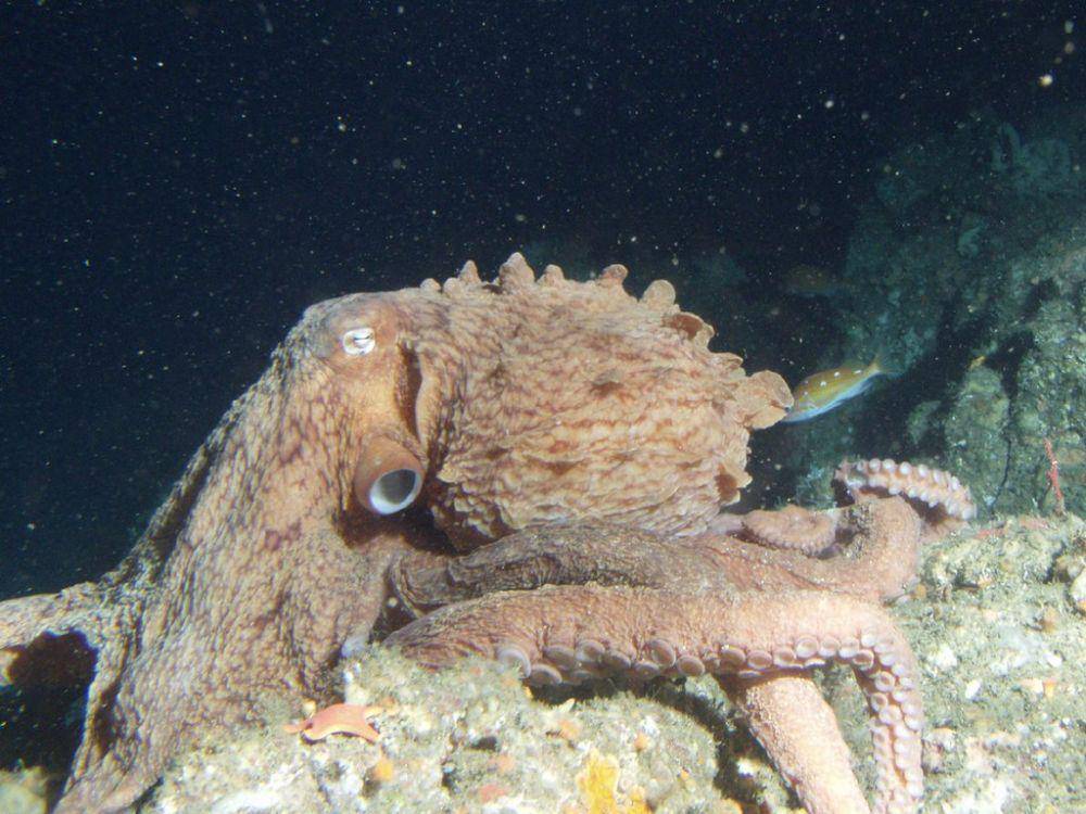 ilustrasi giant pacific octopus (commons.m.wikimedia.org/NOAA)