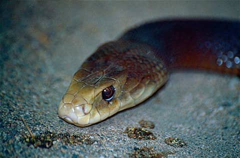 Taring Rang Da 5 Fakta Taipan Pesisir, Ular Berbisa dengan Taring Panjang! | IDN Times