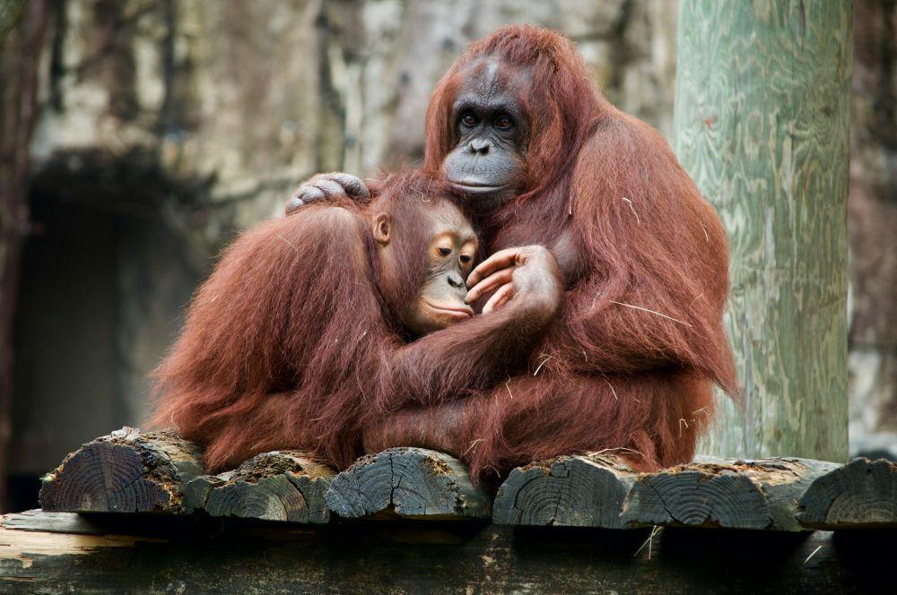 7 Spesies Induk Hewan dengan Perjuangan Ekstra untuk Anaknya