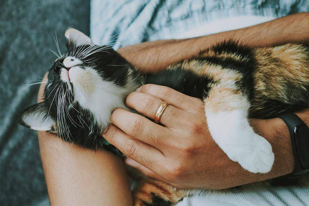 ilustrasi kucing yang suka dimanja (unsplash.com/Fuzzy Rescue)
