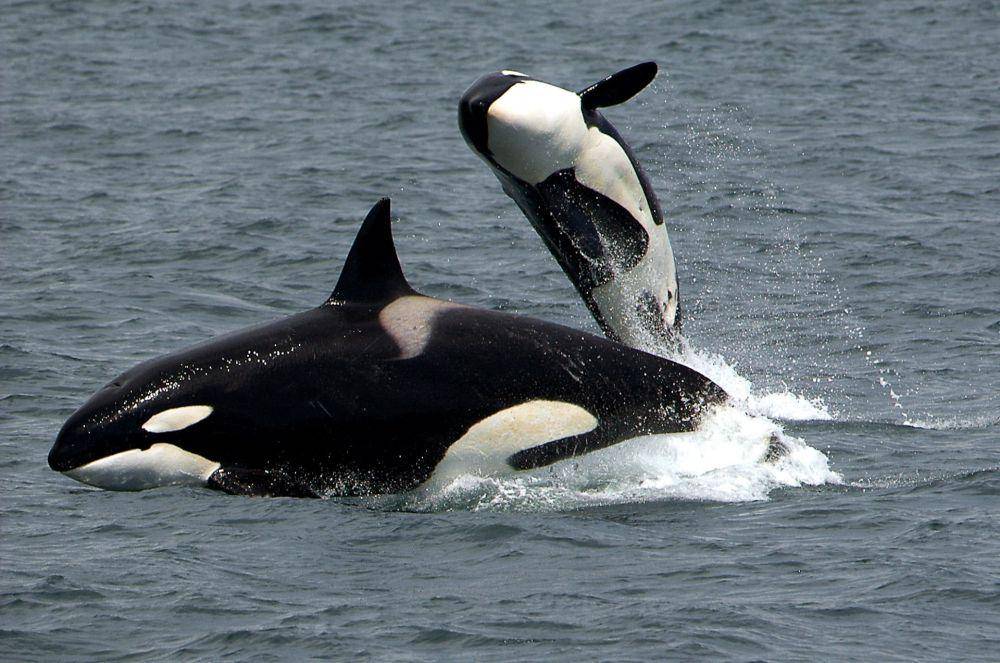 ilustrasi paus orca (pickpik.com)