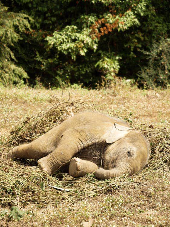 Ilustrasi gajah mati (pexels.com/Katie Hollamby)
