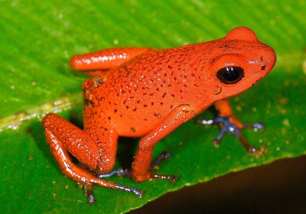 ilustrasi strawberry poison-dart frog (commons.m.wikimedia.org/Marshal Hedin)