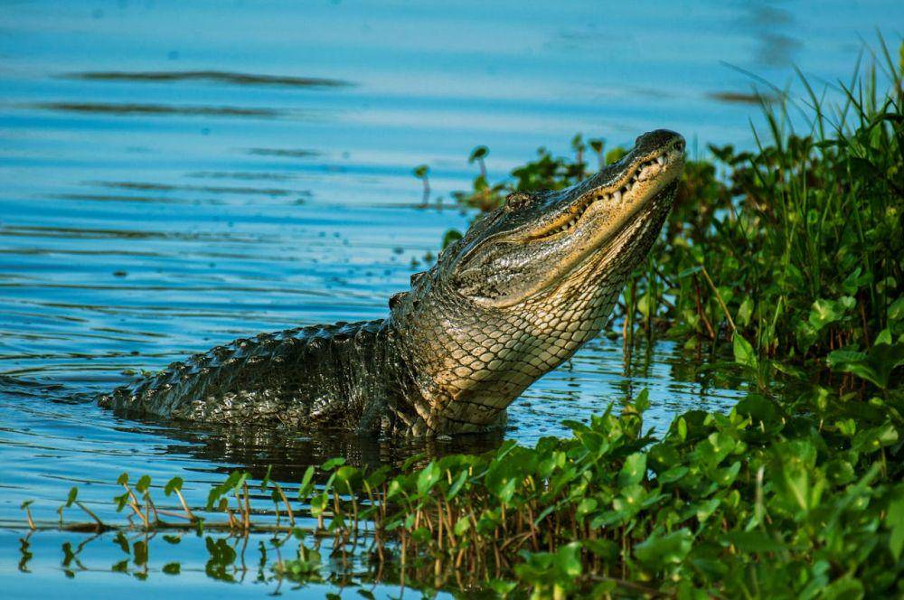 ilustrasi alligator (pexels.com/Rene Ferrer)