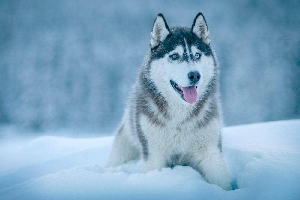 alaskan malamute (https://unsplash.com/@chiro)