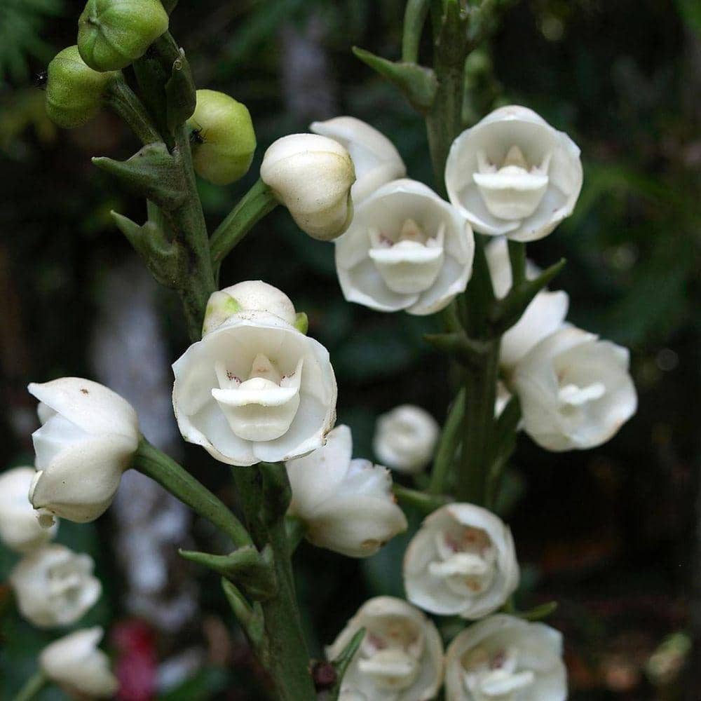 dove orchid (instagram.com/tropicgardenrevelations)