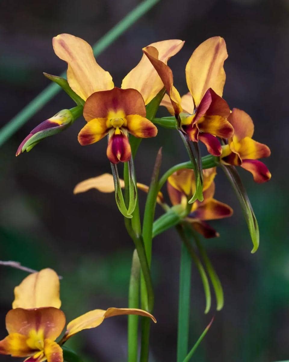 donkey orchid (instagram.com/undergrowthimagery)