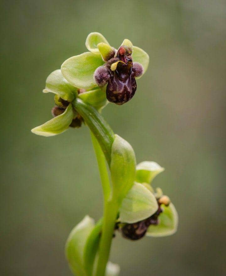 bumblebee orchid (instagram.com/perryallandalusia)