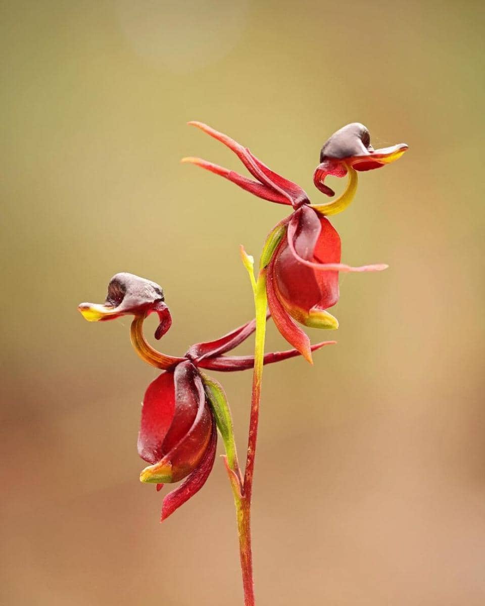 flying duck orchid (instagram.com/moth_nut)