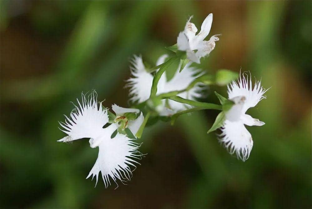 egret white orchid (instagram.com/aroha_van_)
