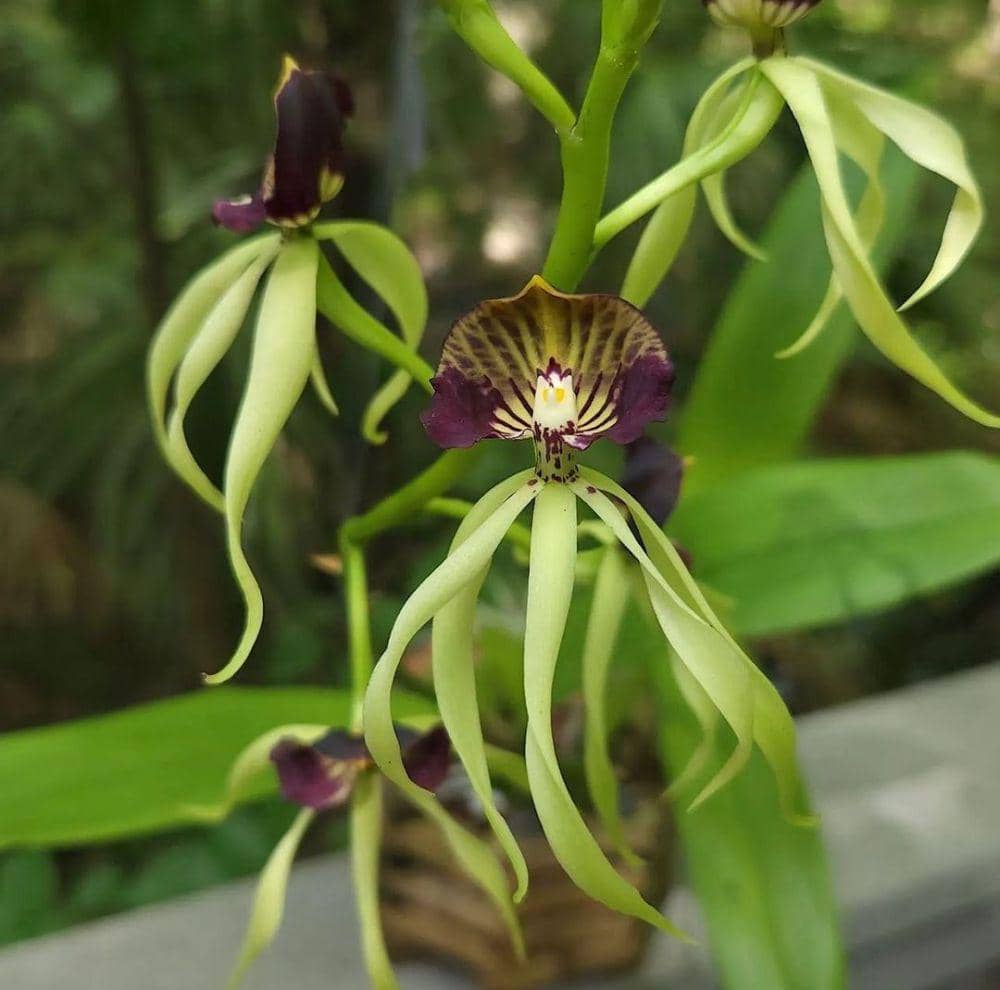 clamshell orchid (instagram.com/plantsnap)