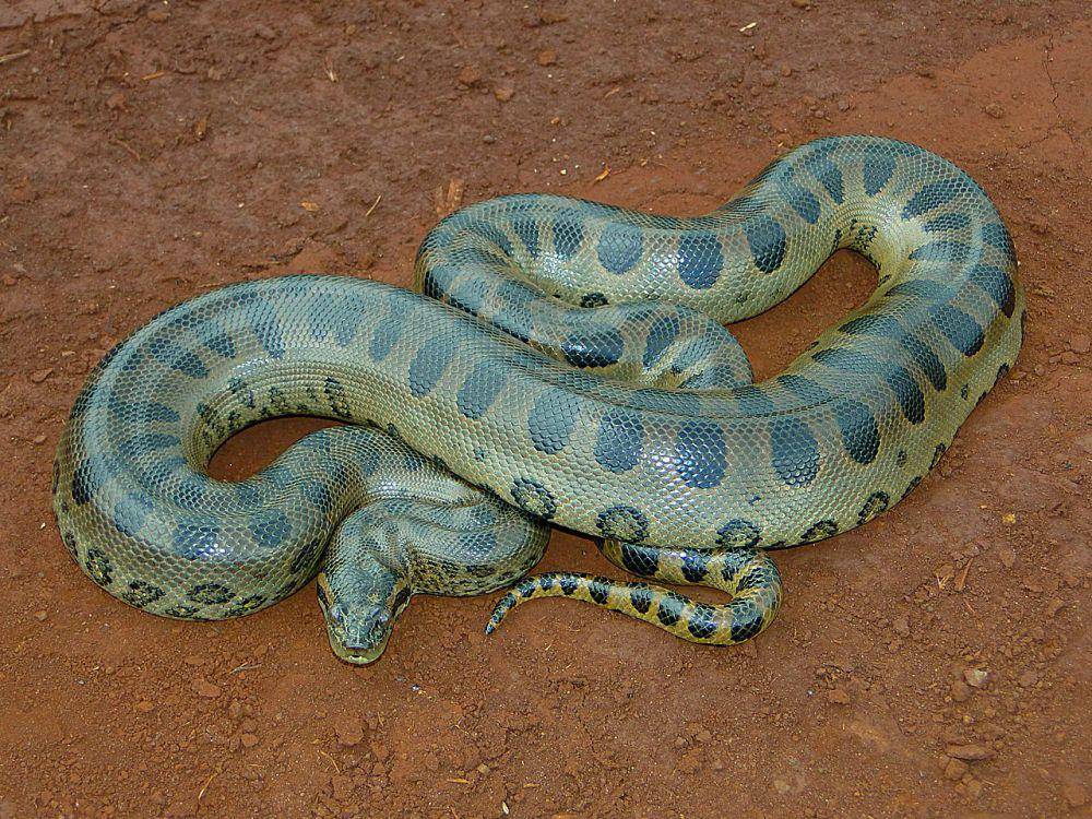 Anaconda hijau (commons.wikimedia.org/MKAMPIS)