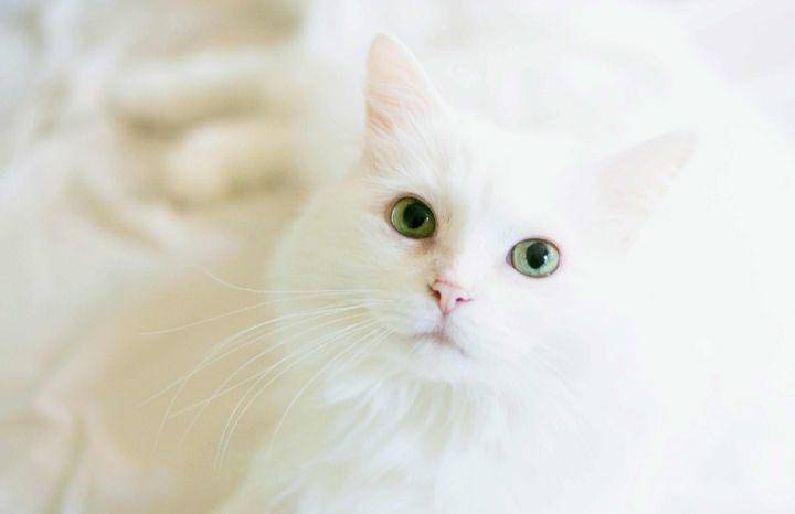 kucing putih (pexels.com/Em Hopper)