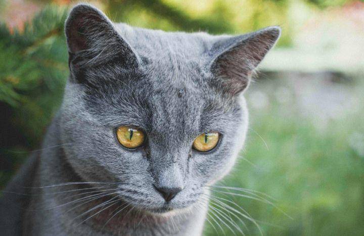 kucing abu-abu (pexels.com/Stepanka Prochazkova)